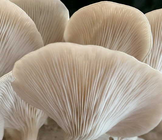 The Power of Mushrooms