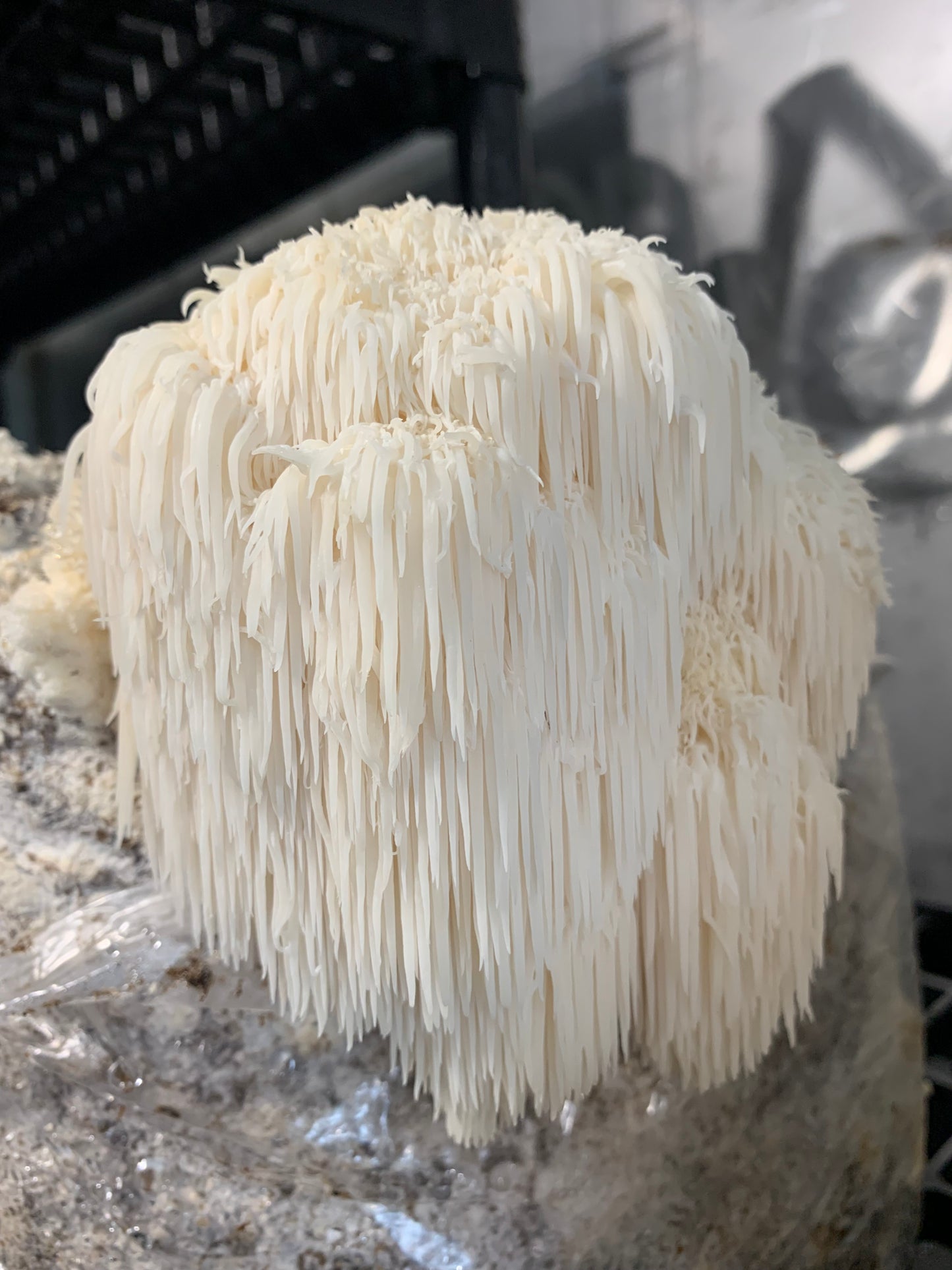 Lion's Mane Mushroom Powder (30g)