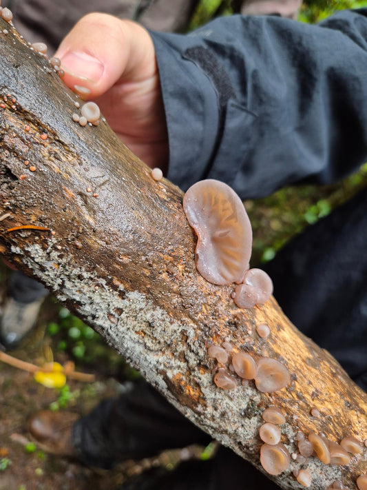 Autumn 2025 – Why so many fungi this year?