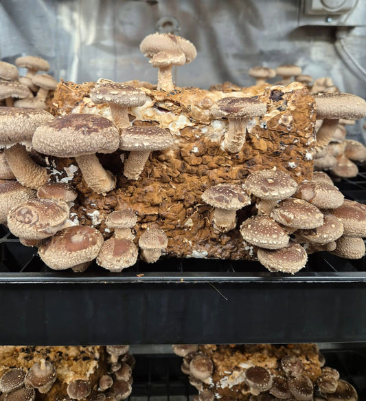Shiitake – Why grow them? What does the name mean and where in the world do they come from?