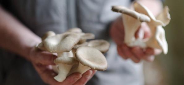 Our Fresh Mushrooms