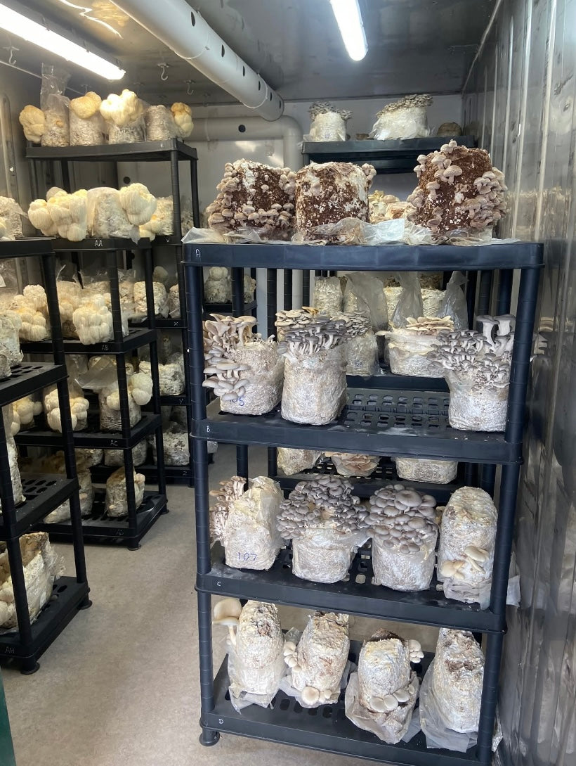 Lion's Mane Mushroom Powder (30g)