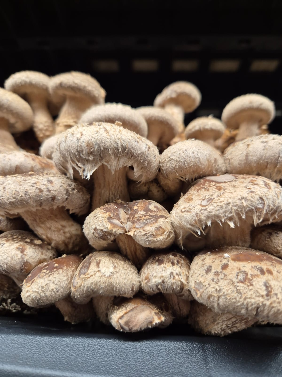 Shiitake powder (30g)
