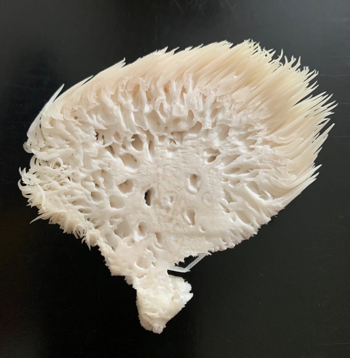 Lion's Mane Mushroom Powder (30g)