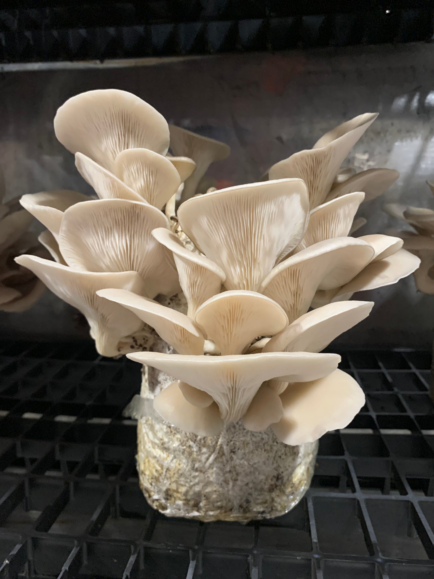 Three Mushroom Powders