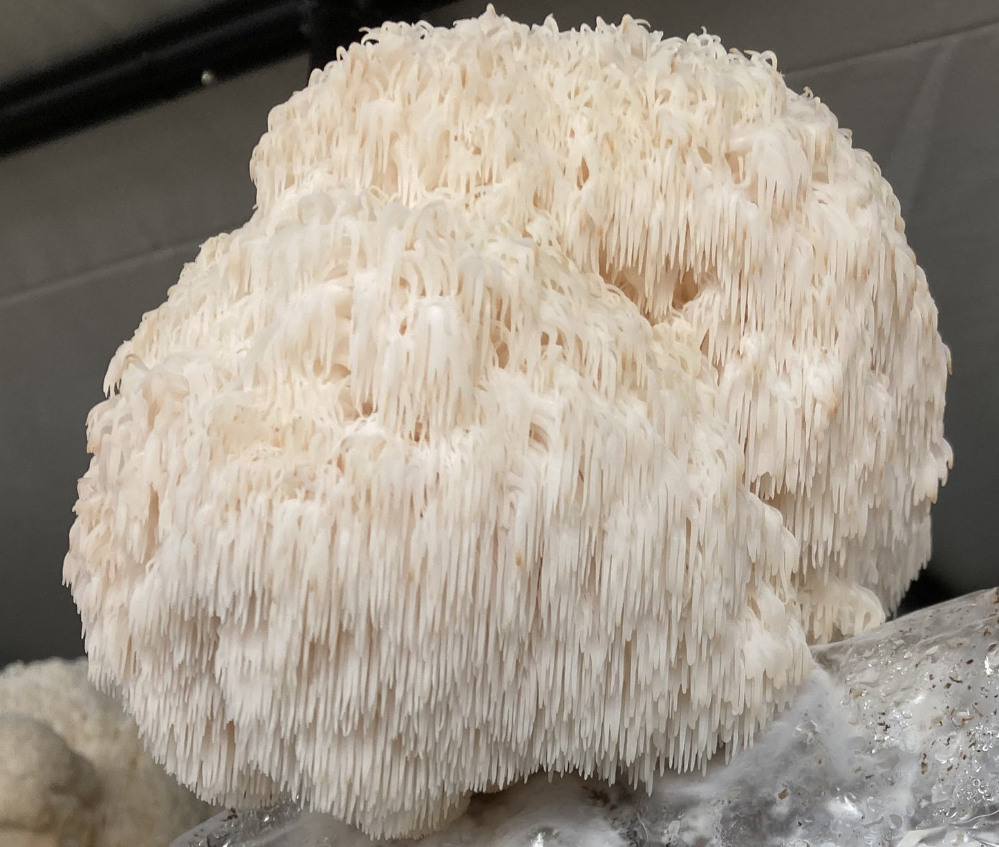 Lion's Mane Mushroom Powder (30g)